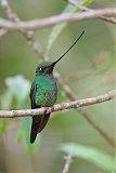 Sword-billed Hummingbird